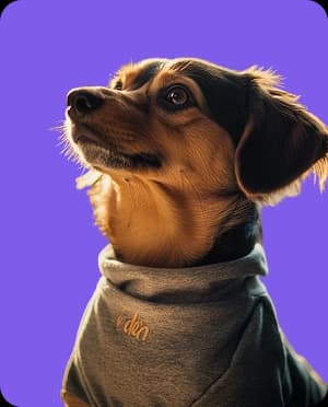 Dog with purple background